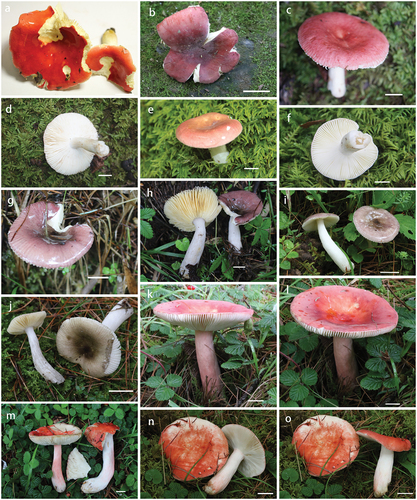 Figure 3. Basidiomata in the field. (a) Russula paragraveolens (HMAS281158, holotype). (b) R. pseudograveolens (HMAS287384, holotype). (c–d) R. pseudograveolens (HMAS279577). (e–f) R. pseudograveolens (HMAS279579). (g–h) R. yadongensis (HMAS287387). (i) R. yadongensis (HMAS287386, holotype). (j) R. yadongensis (HMAS287388). (k–l) R. shigatseensis (HMAS287390). (m) R. shigatseensis (HMAS287389, holotype). (n–o) R. shigatseensis (HMAS287391).