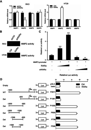 Figure 7 RARα suppresses MMP2 transcription. (A) QPCR to determine the mRNA levels of MMPs in RARα-knockdown RKO and RARα-overexpressed HT29and control cells. (B) The enzymatic activity of MMP2 were assessed by gel zymography assays. (C) MMP2 promoter activity was increased by overexpressing RARα and was decreased by the knockdown in 293T line. Normalization of firefly luciferase was done with reference to renilla luciferase. (D) Luciferase activity of various pGL3-MMP2 vectors (wild-type or deleted) whether exogenous RARα was present or absent in 293T cells. (C and D) A representative assay of independent and triplicate assays is displayed. *P<0.05, **P<0.01, ***P<0.001.