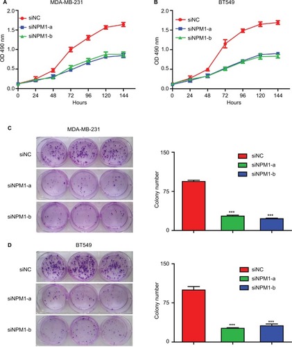Figure 4 Effects of NPM1 on the colony formation and cell proliferation of MDA-MB-231 and BT549 cells.Notes: (A and B) Inhibition of NPM1 inhibits cell growth in MDA-MB-231 and BT549 cells by the CCK-8 assay. (C and D) Inhibition of NPM1 decreased the number of colony formation by the colony-forming assay. Data are presented as the mean ± SEM of three experiments. ***P<0.001 as compared to control cells.Abbreviation: CCK-8, cell counting kit-8; SEM, standard error of the mean.