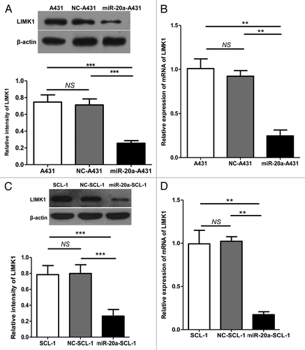 Figure 5. LIMK1 expression was suppressed by miR-20a overexpression. (A and C) Western blot of LIMK1 protein expression in CSCC cells after transfection with negative control (NC-A431/NC-SCL-1) or hsa-mir-20a (miR-20a-A431/miR-20a-SCL-1). Non-treated blank CSCC cells (A431/SCL-1) were also included while determination of β-actin protein expression was used as a control for input and normalization. A representative blot and quantification are shown. (B and D) qRT-PCR was used to determine the relative expression of LIMK1 in identically transfected cells. *P < 0.05, **P < 0.01, ***P < 0.001.