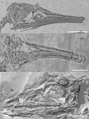Figure 1 Photographs of well preserved enantiornithine skulls: A, Rapaxavis pani, DNHM D2522; B, Longipteryx sp., DNHM D2889; C, Pengornis houi, IVPP V15336; D, Shenqiornis mengi, DNHM D2950; E, Longipteryx chaoyangensis, IVPP V12552; F, Cathayornis yandica, IVPP V9769; G, juvenile Euenantiornithes indet, GMV 2158. All scale bars = 1 cm.