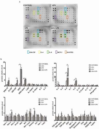 Figure 1. The effect of 5-Aza-CdR on the expression of inflammatory cytokines in hDPCs. (a) Cell culture media was collected from untreated hDPCs, 5-Aza-CdR-treated hDPCs, LPS-induced hDPCs, and 5-Aza-CdR-pretreated and LPS-induced hDPCs and subjected to human cytokine antibody arrays to assess the secretion of 42 cytokines. (b) The relative quantitative analysis of antibody arrays. The results are presented as means ± SD of three independent experiments; *P <0.05.