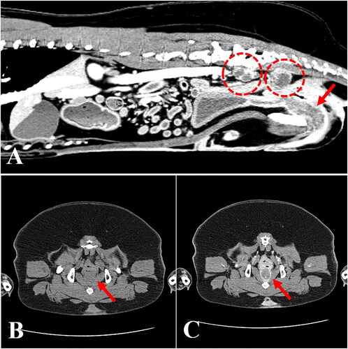 Figure 1. Computed tomography of a dog diagnosed with urethral transitional cell carcinoma. (A) Sagittal view revealing thickening of the urethral wall (arrow) and enlargement of the sublumbar lymph nodes (dashed circles). Note that the enlarged lymph nodes are irregularly shaped and have heterogeneous parenchyma. (B) Plain and (C) postcontrast transverse views of the pelvic region showing an irregular and thickened urethral wall (arrows) with a hypoattenuated center and a hyperattenuated peripheral enhancement.