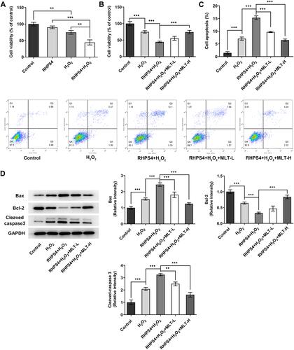 Figure 4 MLT alleviates cell apoptosis in HUVECs treated by H2O2 and RHPS4 HUVECs were treated with RHPS4, an inhibitor of telomerase activity, along with or without MLT (100 μM (MLT-L) and 500 μM (MLT-H)), 30 min prior to H2O2 induction. (A and B) cell viability was detected using MTT assay. (C) Flow cytometry assay and statistical assay on cell apoptosis. (D) Western blot and statistical analysis of protein expression of Bax, Bcl-2 and cleaved caspase3. N=3. **, ***p<0.01, 0.001.