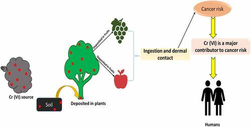 Figure 2. Hexavalent chromium (Cr (VI) has effects on the ecosystem and human health.