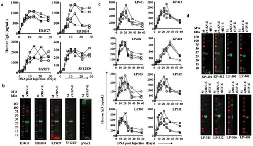 Figure 3. Construction and expression of the ZIKV DNA plasmid-vaccinated murine spleen-derived ZIKV dMAb plasmid constructs.