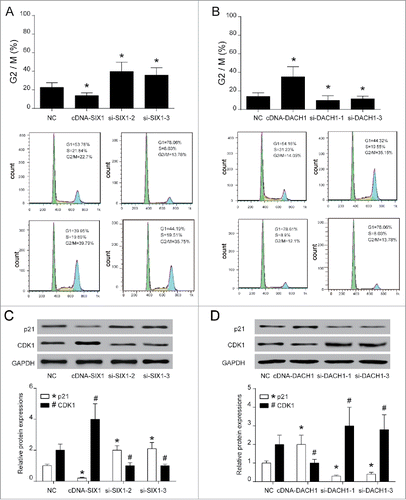 Figure 4. SIX1 promoted cell cycle while DACH1 retarded cell cycle. (A-B) SIX1 suppression and DACH1 overexpression retarded cell cycle at G2/M phase. However, SIX1 overexpression and DACH1 suppression greatly reduced cells that retarded at G2/M phase. (C-D) p21 expression was elevated and CDK1 expression was inhibited when cell cycle was retarded. p21 expression was suppressed and CDK1 expression was improved when SIX1 was overexpressed and DACH1 was suppressed. Reversely, p21 expression was elevated and CDK1 expression was suppressed when SIX1 was inhibited and DACH1 was overexpressed. *P < 0.05 indicated significant difference compared with NC group.