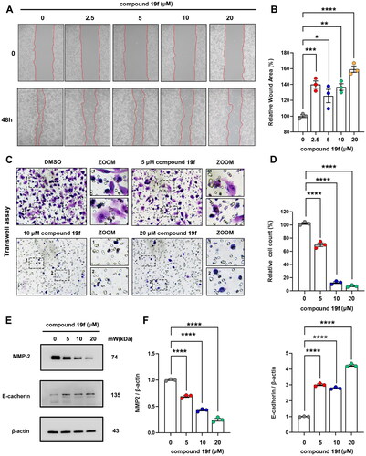 Figure 8. Compound 19f inhibits BT-549 cells migration. (A) Wound healing assay of BT-549 cells treated with 2.5, 5, 10, 20 μM compound 19f for 48h. (B) Relative wound areas were quantified with Image J, and the mean value of the control group was 100%. *p < 0.05; **p < 0.01; ***p < 0.001; ****, p < 0.0001, compared with the control group. (C) Transwell assay of BT-549 cells treated with 5, 10, 20 μM compound 19f for 48h. (D) Relative migrated cell count was quantified with Image J, and the mean value of the control group was 100%. ****p < 0.0001, compared with the control group. (E–F) BT-549 cells were treated with 5, 10, 20 μM compound 19f for 48h, the expression level of MMP-2 and E-cadherin were detected by western blot. ****p < 0.0001, compared with the control group.