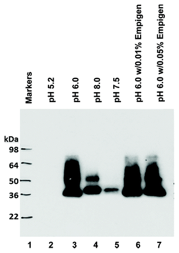 Figure 3. Detection of the expression of RBD193-WT protein in yeast by western blot. RBD193-WT was induced in P. pastoris culture with different pH (Lane 1: markers; Lane 2: pH 5.2; Lane 3: pH 6.0; Lane 4: pH 7.5; and Lane 5: pH 8.0) and with different amounts of detergent (Lane 6: pH 6.0 w/0.01% Empigen and lane 7: pH 6.0 w/0.05% Empigen). The expressed proteins in the medium were transferred on PVDF and probed with 0.2 µg/ml of anti-RBD mAb 33G4.