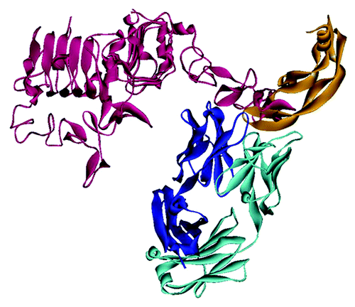 Figure 6. HER2- and VEGF-binding dual acting antibody (DAF)Citation62,Citation63 shown as superposition of the complex structures with HER2 (PDB:3bdy) and with VEGF-A (PDB:3be1). The picture illustrates that HER2 (red) interacts mainly with the heavy chain of the antibody (dark blue), whereas VEGF-A (orange) interacts almost exclusively with the light chain (light blue). There are no significant interactions within the unrelated pairs HC-VEGF and LC-HER2. The Fab of 3be1 has been omitted for clarity since both Fabs exhibit an almost identical structure.