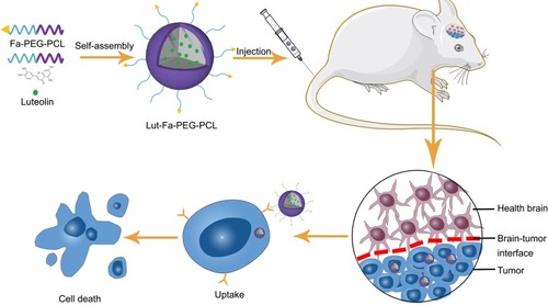 Figure 1 A schematic of the use of Fa-PEG-PCL micelles for antitumor luteolin delivery is illustrated. The first two illustrations demonstrate the synthesis of Lut/Fa-PEG-PCL micelles, which internally encapsulate hydrophobic luteolin with a hydrophilic PEG surface. The latter showed that lut/Fa-PEG-PCL micelles exert antitumor efficacy in the mice in situ glioma model by tail vein injection.Abbreviations: Lut: luteolin; Fa, folic acid; PEG,polyethylene glycol; PCL, poly-ε-caprolactone.