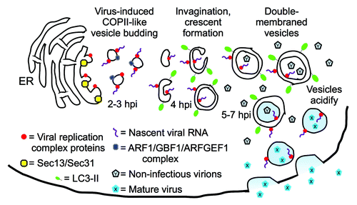 Figure 1. Model for vesicle morphogenesis throughout poliovirus infection. Single-membraned vesicles predominate at 3–4 hpi, the peak of viral RNA production, suggesting that those vesicles are the primary sites of genomic replication. Imaging showed Sec13 and Sec31 to be involved in vesicle formation at the ER, and ARF1 and GEFs co-localize with PV replication proteins. Since inhibiting vesicle acidification blocks a late step in maturation of the fully formed virus, we proposed that double-membraned, amphisome-like acidic vesicles observed later in infection are harbors for virus maturation. The virus would then exit cells through an autophagy-dependent, noncanonical secretory pathway. However, the autophagic pathway inhibitor 3-MA blocks viral RNA replication, which is a much earlier step in virus production. Therefore, we speculate that 3-MA blocks the ER budding of single-membraned autophagosome precursors thought to act as substrates for the RNA replication complex. This model suggests that, at least during PV infection, autophagosome-like vesicles are derived from secretory vesicles that contain Golgi-resident markers.