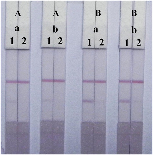 Figure 5. Optimization of the LF-ICS in 0.01 M PBS solution. The concentration of TMS-1-OVA (A) 0.3 mg/mL, (B) 0.8 mg/mL. The volume of K2CO3 (a) 8 μL, (b) 10 μL. The concentration of TMS standards: (1) 0 μg/mL, (2) 2.5 μg/mL.