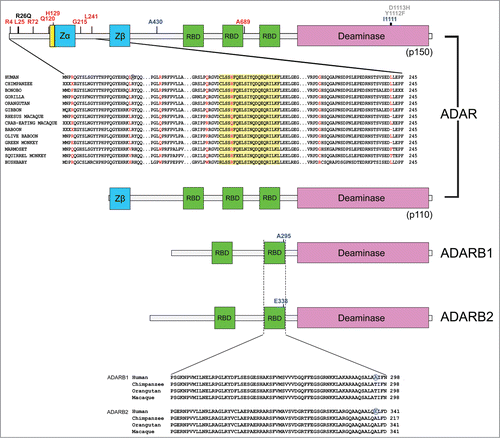 Figure 1. Adaptive evolution at ADAR genes in primates. Schematic representation of the domain structure of ADAR family members. Domains are color-coded: nuclear export signal (NES), yellow; Z-DNA binding domains, cyan; RNA binding motifs (RBD), green; deaminase domain, pink. The position of positively selected sites is shown together with sequence alignments for a few representative primates. Positively selected sites in primates and in the human lineage are shown in red and blue, respectively. Some missense mutations associated with AGS and DSH are shown in gray and black, respectively.Citation5