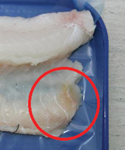 Figure 2. Bile spot on fillet belly flap marked in red circle on the figure (yellow discoloration).