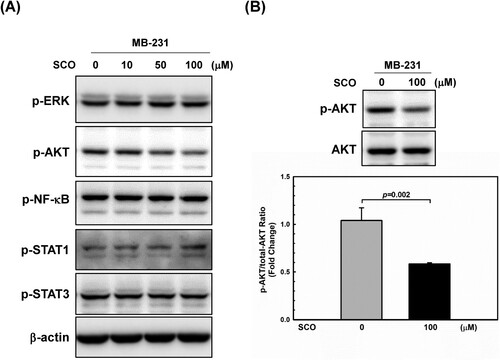 Figure 3. Scoparone (SCO) inhibits AKT phosphorylation in human breast cancer cells. (A) MDA-MB-231 (MB-231) cells were treated with various concentrations of SCO for 24 h, followed by using western blot analysis with the indicated antibodies. (B) Western blot was used to analyze the protein levels of p-AKT and AKT in MDA-MB-231 (MB-23) cells with or without SCO treatment for 24 h. The β-actin was used as a loading control. The data show the mean ± standard deviation for three independent experiments.