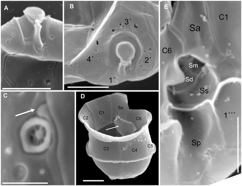 Fig. 5. Azadinium spinosum. SEM micrographs of different cells; (A) ventral view of the apical pore complex (APC) and part of plate 1′with ventral pore; (B) apical view of APC and apical plates; (C) ventral pore with slit (arrow) running to the suture between plate 1′and 1″; (D) hypotheca and cingulum in right dorsal view. White arrow points to the internal wing of sulcal plates; (E) detailed view of the sulcal region. Abbreviations: Sa: anterior sulcal plate; Sp: posterior sulcal plate; Ss: left sulcal plate; Sm: median sulcal plate; Sd: right sulcal plate. Scale bars: 2 µm (Fig. 5A, B, D, E) and 0.4 µm (Fig 5C).