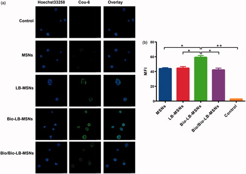 Figure 6. Confocal laser scanning microscopy (CLSM) images (a) and Flow cytometry (b) of Caco-2 cells incubated with Cou-6@MSNs, Cou-6@LB-MSNs, Cou-6@Bio-LB-MSNs or free biotin solution pretreated Cou-6@Bio-LB-MSNs for 1.5 h at 37 °C. (Scale bars for CLSM images are 25 μm. From left to right, cell nuclei stained by Hoechst 33258 (blue), nanoparticles labelled by Cou-6 (green) and the merge of the two images. The cells without any treatment were used as control).