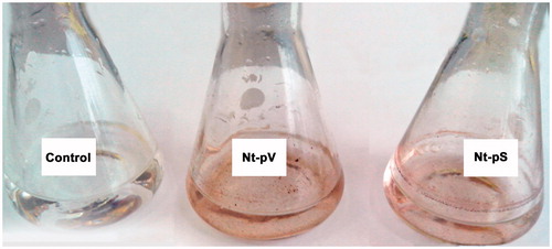 Figure 5. Representative images of silver nanoparticle dispersions synthesized with Nt-pV and Nt-pS plant extracts after a 24 h reaction time. Control flasks contained silver nitrate solution without adding callus extract.
