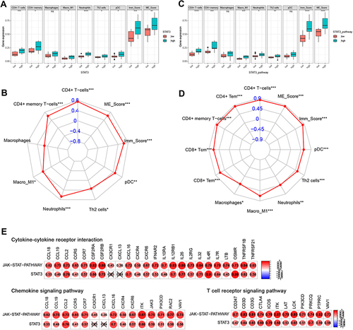 Figure 6 STAT3-related to immune infiltration in rosacea. (A) The immune infiltration in STAT3 high/low-expression group. (B) The relationship between STAT3 expression and immune cell infiltration. (C) The immune infiltration in STAT3 signal high/low group. (D) The relationship between STAT3 signal and immune cell infiltration. (E) The relationship between STAT3 and the genes in cytokine/chemokine-related signal pathways and T cell receptor-related signal pathways. Data represent the means ± SD, *P < 0.05, **P < 0.01, ***P < 0.001 and ****P < 0.0001.