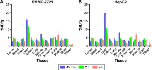 Figure 3 Biodistributions of [18F]fluoroethyl bufalin in SMMC-7721 (A) and HepG2 (B) xenograft-bearing nude mice.