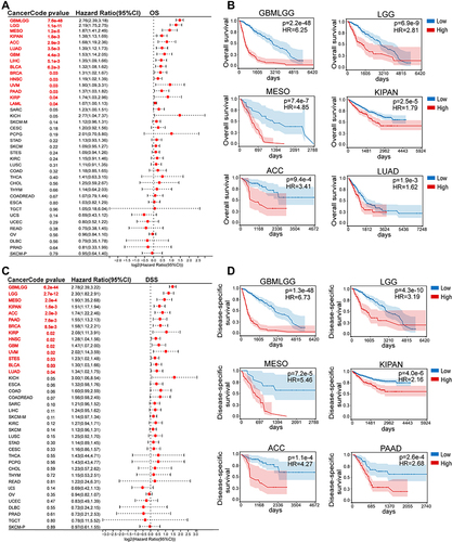Figure 4 Correlation between CD276 expression levels and overall survival (OS) and disease-specific survival (DSS) in pan-cancer. (A) Forest plot displayed the univariate cox regression results of CD276 for OS from TCGA and TARGET database. (B) Kaplan-Meier OS curves of CD276 in indicated tumor types. (C) Forest plot displayed the univariate cox regression results of CD276 for DSS from TCGA and TARGET database. (D) Kaplan-Meier DSS curves of CD276 in indicated tumor types. Tumor types showed significant prognostic value (p < 0.05) in OS and DSS were marked with red fonts.