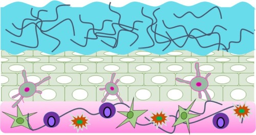 Figure 1 Schematic cross-section of the FRT. Mucus (top), epithelium (middle), and stromal layer containing immune cells and fibroblasts (bottom).Abbreviation: FRT, female reproductive tract.