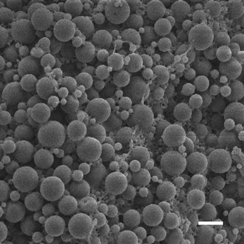 Figure 1.  SEM micrograph of freeze-dried nanoparticles prepared with 3% w/v PLGA and a volume ration of 1:10:20 (8000× magnification, scale bar = 200 nm)
