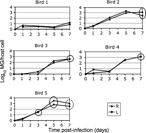 Figure 3.  Data from individual birds showing M. gallisepticum (MG) load over time and occurrence of conjunctivitis. Solid circles, an eye score of 1 on the day of conjunctival sampling; dashed circle, a more severe eye score of 2. R, right eye; L, left eye. Eye score code: 0 = no visible inflammation; 1 = pink conjunctival discolouration and slight periorbital oedema, 2 = pink conjunctival discolouration, slight to moderate periorbital oedema, and epiphora with mucoid discharge.