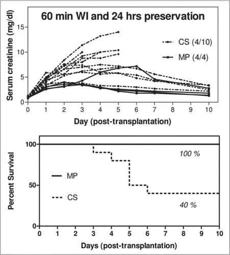 Figure 2 Levels of serum creatinine and survival percentage following transplant of canine kidneys that experienced 60 mins of warm ischemia and 24 hr preservation by simple cold storage or hypothermic machine perfusion.