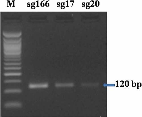 Figure 1. sgRNA DNA template−120 bp fragment (M = 50 bp ladder).
