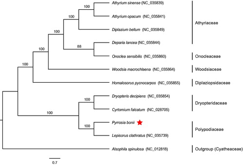 Figure 1. Using RAxML v8.2.10, ML phylogenetic tree was constructed based on complete chloroplast genome sequences of 11 ferns and Alsophila spinulosa as an outgroup. The numbers in the nodes indicated the support values with 1000 bootstrap replicates.