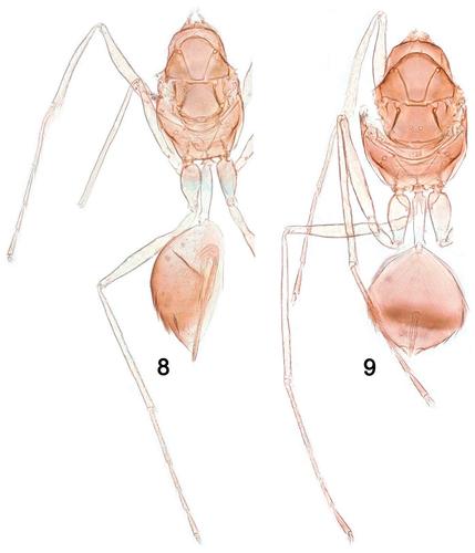 Figures 8, 9. Palaeoneura farmani Amer and Zeya: (8) mesosoma and gaster with petiole, holotype, ♀; (9) mesosoma and gaster with petiole, paratype, ♂.
