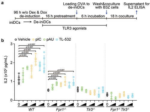 Figure 4. In vitro effects of TLR3 agonists on the antigen cross-presentation by de-iniDcs of different genotypes. (a) Scheme of the in vitro antigen cross-presentation assay. Inducible immortalized dendritic cell (iniDC) precursors were differentiated to DCs (de-iniDC) in the absence of dexamethasone or doxycycline (Dex/Dox) for 3 days. De-iniDcs were pretreated with the indicated TLR3 agonists (poly(I:C) (pIC) and poly(A:U) (pAU) at 2 and 20 µg/mL, and TL-532 at 20 and 200 µg/mL.) for 16 h. For measuring antigen cross-presentation, soluble ovalbumin (OVA) was added to the de-iniDC culture and the de-iniDcs were incubated for additional 6 h before wash and co-culture with B3Z hybridoma T cells. Eighteen hours later, the co-culture supernatants were collected for the quantification of IL2 by ELISA. (b) IL2 concentrations were calculated based on standard curves and normalized to untreated wild-type controls. One representative experiment out of three replicates is reported as aligned dot plots (mean ± SD, n = 5). Statistical significance was calculated by means of two-way ANOVA with Dunnett’s multiple comparisons test.