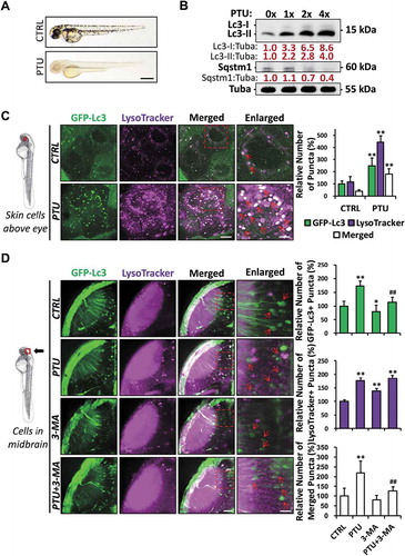 Figure 1. 1-phenyl-2-thiourea (PTU) induces aberrant autophagosome and autolysosome formation in zebrafish embryos. (A) Representative bright-field images showing the pigmentation of 2 days-post-fertilization (dpf) zebrafish embryo treated with E3 (Control, CTRL) and 0.003% (200 μM or 1X) PTU in E3 from around 1 dpf. Scale bar: 0.5 mm; (B) Western blot results showing the dose-dependent accumulation of Lc3-I, Lc3-II, and the degradation of Sqstm1/p62 proteins in various doses of PTU-treated zebrafish embryos compared with CTRL. Mean relative ratio of Lc3-I:Tuba (tubulin, alpha), Lc3-II:Tuba, and Sqstm1:Tuba were presented under the bands. 50 embryos were collected per group for three independent experiments. One-way ANOVA was applied and significant increase (p < 0.05) in Lc3-I:Tuba and Lc3-II: Tuba was detected under PTU treatments compared with control in a dose-dependent manner, while significant decrease (p < 0.05) was found in Sqstm1:Tuba in 2X and 4X-treatment compared with CTRL. (C) Schematic diagram showing the position (periderm or basal epidermal cells above the eye) of imaging. Representative images from nine Tg(GFP-Lc3) zebrafish embryos treated with PTU and stained with LysoTracker from three independent experiments were shown. Three independent areas were selected from individual animals, and the relative number of GFP-Lc3+, LysoTracker+, and Merged (GFP-Lc3+ and LysoTracker+) puncta per cell was quantified. Red arrowhead, GFP-Lc3+ and LysoTracker+ puncta. **, p < 0.01 compared with CTRL. Scale bar: 10 μm (Merged), 5 μm (Enlarged). (D) Schematic diagram showing the position (cells in the midbrain) of imaging. The relative number of GFP-Lc3+, LysoTracker+, and Merged (GFP-Lc3+ and LysoTracker+) puncta per cell in neurons of midbrain was counted based on Z-Stack (10 layers out of 100 layers) image. Representative images of nine Tg(GFP-Lc3) zebrafish embryos treated with PTU and/or 3-MA and stained with LysoTracker from three independent experiments were shown. Red arrowhead, GFP-Lc3+ and/or LysoTracker+ puncta. *, p < 0.05, **, p < 0.01 compared with CTRL; ##, p < 0.01 compared with PTU. Scale bar: 40 μm (Merged), 6 μm (Enlarged)