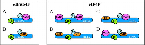 Figure 2. Mutually exclusive binding of PABP and eIF4B to eIFiso4G and eIF4G in plants. For eIFiso4F: (A) binding of PABP or (B) binding of eIF4B is depicted. For eIF4F: (A) binding of PABP to both PABP binding sites, (B) binding of eIF4B to both eIF4B binding sites, (C) binding of eIF4B and PABP to the N- and C-terminal binding sites, respectively, or (D) binding of PABP and eIF4B to the N- and C-terminal binding sites, respectively, is depicted. eIF4B is shown interacting with eIF4A (indicated with bars) but whether eIF4B can bind eIF4A when bound to eIFiso4G or eIF4G is unknown.
