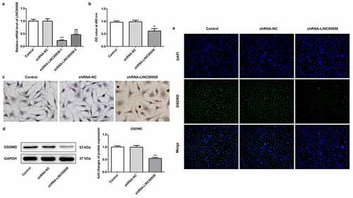Figure 2 A LINC00958 interference plasmids (ShRNA-LINC00958-1 or ShRNA-LINC00958-2) significantly reduced endogenous LINC00958 expression. B CCK8 assay analyzed the cell proliferation in HSC4 cells. C Tunel staining analyzed the cell apoptosis in HSC4 cells. D. Western blot showed that LINC00958-1 knockdown reduced GSDMD expression. E. IF (immunofluorescence) analyzed GSDMD expression. ShRNA-LINC00958: LINC00958-1 knockdown plasmids were transfected into HSC4 cells. Data were shown as mean±SD. ***p < 0.001 compared with ShRNA-NC. ##p < 0.01 compared with ShRNA LINC00958-1