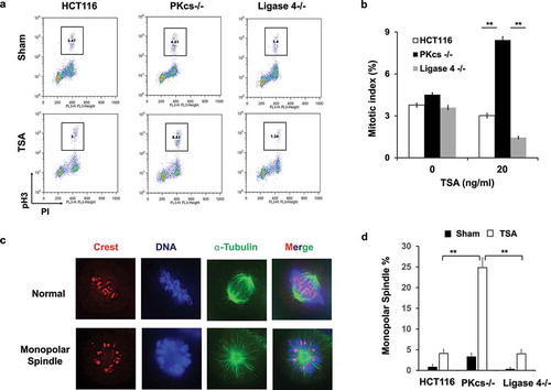 Figure 3. The HDAC inhibitor induces mitotic arrest and monopolar spindle in DNA-PKcs-deficient HCT116 cells. (a) HCT116, DNA-PKcs−/-, and Ligase 4−/ – cells were exposed to sham or TSA (20 ng/ml) for 16 hours. The mitotic index was measured by flow cytometry with PI and anti-phospho-Histone H3 (pH3) antibody staining. Inset, % of mitosis cells. (b) Quantitative analysis of mitotic index was performed in three independent experiments. **P< 0.01. (c) The representative images show normal and monopolar spindle mitosis stained with anti-α-tubulin and anti-crest antibodies. (d) The percentage of monopolar spindle mitotic cells was determined with or without TSA treatment. Results were generated in three independent experiments. **P< 0.01