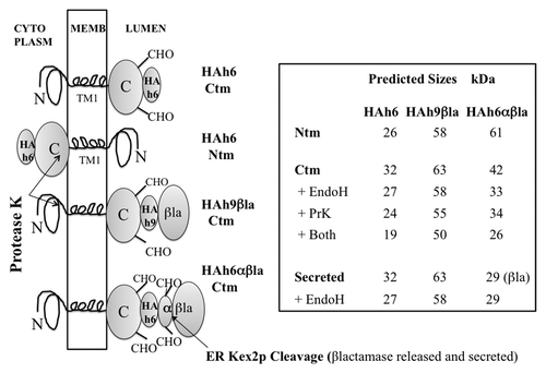 Figure 2. PrP fusions expressed in yeast. Left; models of PrP fusions spanning the membrane. From the top, an HAh6 Ctm fusion, an HAh6 Ntm fusion, an HAh9βla Ctm fusion and an HAh6αβla Ctm fusion. Ntm forms of the latter species would also be inverted about the TM1 segment. The unstructured mature N-terminal segment is shown as a loop, TM1 as a four-loop helix and the globular C-terminal segment as an ovoid. In both Ctm and secreted forms this segment may be glycosylated at two sites, indicated by CHO. In Ntm orientation the C-terminal segments are retained in the cytoplasm and not glycosylated. HA is the triple HA tag, h6 and h9 are His6 and His9 Ni-binding tags, βla is the mature sequence of β-lactamase, as normally secreted, and α is a 30 residue fragment of pre-pro-α factor that includes two additional N-glycosylation sites and a site for cleavage by ER-Kex2p. Cleavage releases βlactamase in the ER lumen for secretion. Right; predicted sizes in kDa are shown, assuming that, in Ctm and secreted forms, the secretion signal is removed and all sites receive core N-glycosylation. Protease K treatment of intact microsomes should remove the HA tags from Ntm forms, should cleave about 8 kDa from the N-terminus of Ctm forms but should not affect secreted forms. Endoglycosidase H treatment of ruptured microsomes should remove about 2.3 kDa for each core structure cleaved. Fragment sizes for the Ctm HAh6αβla fusions are shown after removal of 29 kDa βlactamase by Kex2p cleavage.