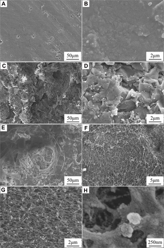 Figure 2 SEM photographs of surface morphology of PC (A, B), PCP (C, D) and PCPS (E–H) under different magnifications.Abbreviations: SEM, scanning electron microscope; PC, polyetheretherketone/nano magnesium silicate composite; PCP, PC treated by particle impact; PCPS, PCP treated by concentrated sulfuric acid.