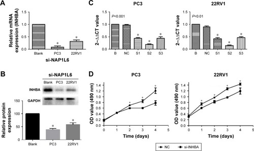 Figure 5 INHBA promoted the capabilities of proliferation, invasion, and migration through EMT and PI3K-AKT-mTOR signaling pathway regulated by NAP1L6. (A, B) Low-expression of NAP1L6 decreased the expression of INHBA at both mRNA levels and protein levels. (C) INHBA expression level in PC3 and 22RV1 cells was significantly decreased by si-INHBA. (D) CCK-8 assay determined the proliferation of si-INHBA-transfected PC3 and 22RV1 cells. (E, F) si-INHBA could decrease the migration capacity of PCa cells. (G, H) si-INHBA could decrease the invasion capacity of PCa cells. (I–M) Western blot protein expression levels in PC3 and 22RV1 cells after si-INHBA transfection. GAPDH protein was internal control. Data represent the mean ± SD from three independent experiments. *P<0.05.