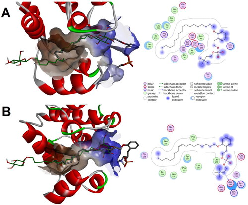 Figure 14. Predicted binding modes for compounds 1a and 1b with p38 MAPK that maintain orientation of the phenethyl phosphocholine moiety towards the always-open end of the lipid binding channel in the channel-like open conformation (PDB code: 2fst): (a) Calculated binding mode for compound 1a relative to the native binding mode of the co-crystallized ligand (green color); (b) Calculated binding mode for compound 1b relative to the native binding mode of the co-crystallized ligand (green color).