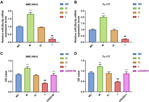 Figure 5 AMC-HN-8 cells viability was increased by miR-26a-5p mimic, which was reversed by GAS5. Transfection efficiency of miR-26a-5p mimic, inhibitor and negative control in AMC-HN-8 (A) and Tu 177 cells (B) were confirmed by qRT-PCR. (C) AMC-HN-8 cells viability was detected by CCK-8 assay. (D) Tu 177 cells viability was detected by CCK-8 assay. **P<0.01 vs MC, ##P<0.01 vs IC, ^^P<0.01 vs M or I.