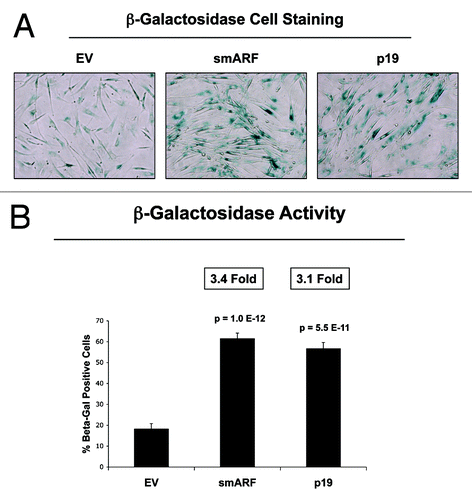 Figure 6. Both smARF and p19(ARF) expression increases the susceptibility of fibroblasts to the onset of senescence. Stable fibroblast cell lines were acutely treated with H202 and cultured for an additional 5 d. Then, the expression of β-galactosidase activity was assessed. Note that the expression of either smARF or p19(ARF) increases β-galactosidase activity by ~3-fold. Representative images are shown in (A), and quantitation is presented in (B).
