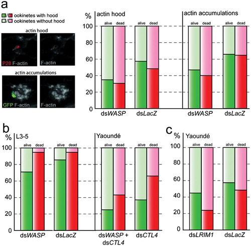 Figure 3. Impact of WASP gene silencing on epithelial actin cytoskeleton structure in respect to the invading ookinete in various mosquito genetic backgrounds. Graphs show occurrences (%) of discrete parasite hoods or diffuse actin accumulations in PbGFPCON-infected midgut epithelia at 23–25 hours post-blood meal. Transgenic GFP expression in combination with anti P28-antibody staining was used to distinguish between live (GFP+P28+, green) and dead (GFP−P28+, red) parasites, while F-actin was visualized by phalloidin staining (grey). Representative images (a, left) of channel overlays or single channels (as indicated), from 3D projections of confocal sections showing the parasite hood (top) around a dead ookinete (red) in comparison to the less defined accumulations of actin around a living parasite (green; bottom). Hood occurrences at live (green) and dead (red) parasites of WASP kd A. gambiae Yaoundé mosquitoes (a, right), WASP kd melanizing L3-5 mosquitoes (b, left) and CTL4 kd (b, right) or LRIM1 kd (c) Yaoundé mosquitoes.