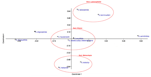 Figure 12. PCoA for Klasea taxa based on karyological quantitative data.