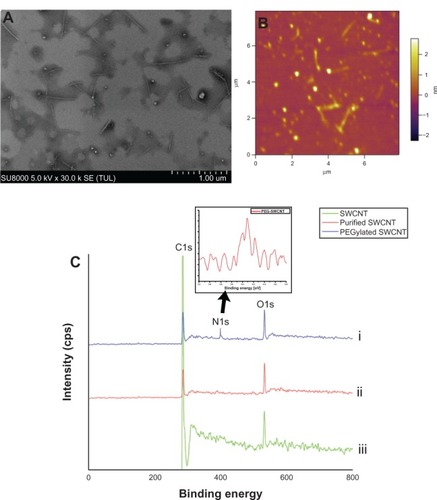 Figure 3 (A) Scanning electron microscopy and (B) atomic force microscopy images of polyethylene glycolated (PEGylated) single-walled carbon nanotubes (SWCNTs). (C) X-ray photoelectron spectroscopy peaks of the SWCNTs: wide-scan spectra of pristine SWCNTs (i), purified SWCNTs (ii), and PEGylated SWCNTs (iii). Inset corresponds to the N1s signal spectra of PEGylated SWCNTs.