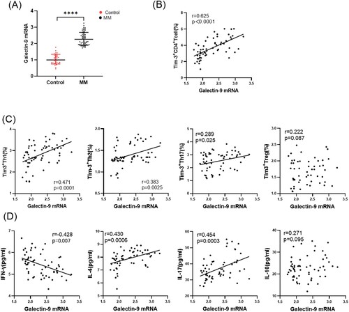 Figure 3. Expression of Galectin-9 mRNA and its correlation with Tim-3 on CD4 T cell subsets and cytokines. (A) The level of Galectin-9 mRNA in the peripheral blood of MM patients and healthy controls. (B and C) Correlation between Galectin-9 mRNA and Tim-3 on CD4 T cells and its subsets. Galectin-9 mRNA was positively correlated with Tim-3 +CD4 T (B), Tim-3+Th1 cells, Tim-3+Th2 cells and Tim-3+Th17, but not with Tim-3+Treg cells (C). (D) Correlation between Galectin-9 mRNA and cytokines. Galectin-9 mRNA was negatively correlated with IFN-γ, positively with IL-4 and IL-17, but not with IL-10.*p = .01–.05, **p < .01, ***p < .001, ****p < .0001.