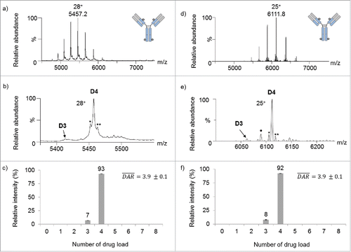 Figure 3. Native mass spectrometry analysis of deglycosylated CBW-03–106. Full scan ESI mass spectra on the m/z range [4 500 – 7 500] of deglycosylated CBW-03–106 in native conditions obtained either on a Q-TOF (a-c) or an orbitrap (d-f) instrument. Zoom on the most intense charge states showing drug load profiles (b,e). Native MS derived drug load profile and subsequent average DAR (c,f): relative intensities of each drug load as a function of the number of drugs loaded onto the mAb. •: non-identified impurity; *: loss of one fucose (−146 Da) and **: glycation (+162 Da).