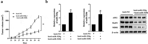 Figure 8. Effect of miR-520g/h overexpression on drug resistance of 8226-R5 xenograft tumor in SCID mice. Drug-resistant 8226-R5 cells that had been transfected with lentiviral vectors overexpressing miR-520g/h were subcutaneous transplanted into SCID mice. Xenograft tumor was injected with 0.5mg/kg bortezomib after tumor growing into 200-300 mm3. (a) Tumor volume was measured during 42 days. (b) The relative expression levels of miR-520g and miR-520h, and protein expression levels of APE1, Rad51, and MDR1 were determined in tumor tissues after 42 days. **p < 0.01 compared with lenti-NC.